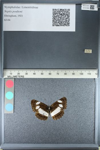 Media type: image;   Entomology 161688